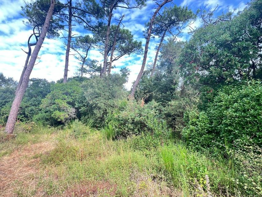 Image de terrain à Labenne