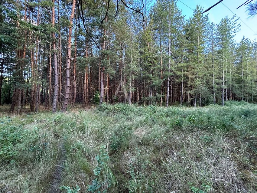 Image de terrain à Fontaines-en-Sologne