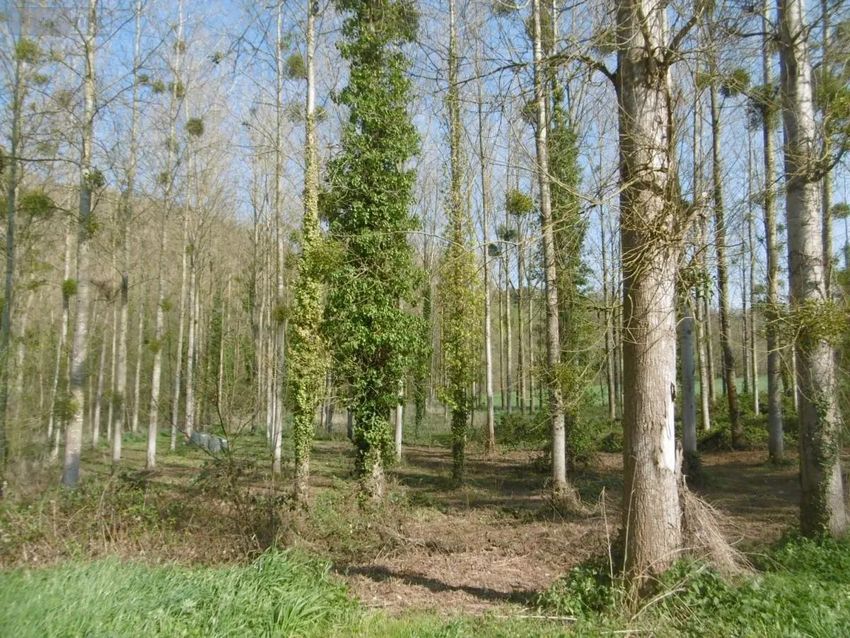 Image de terrain à Tessy-Bocage