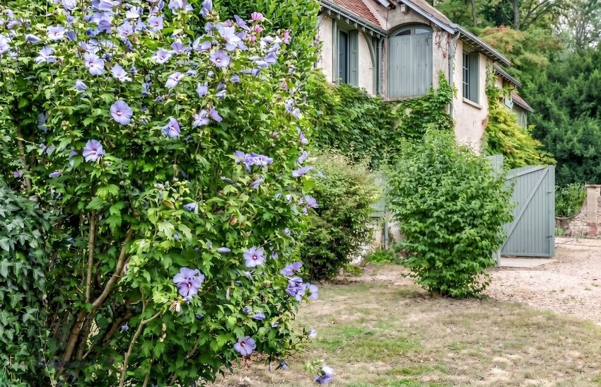 Image Jardin à  maison individuelle de La Croix-en-Touraine