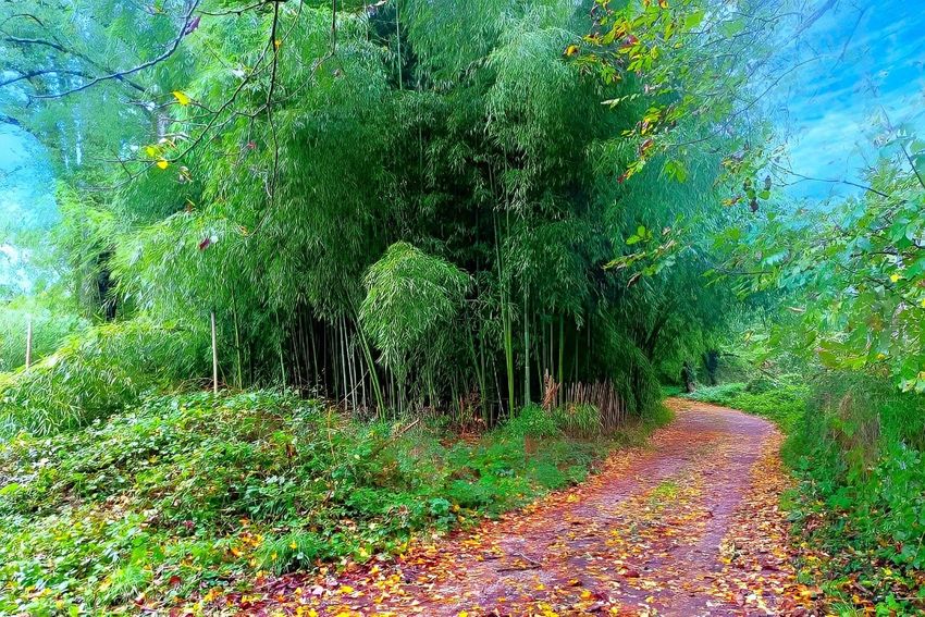 Image de terrain à Lescure-d'Albigeois