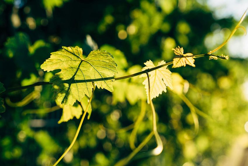 Image de terrain à Brugairolles