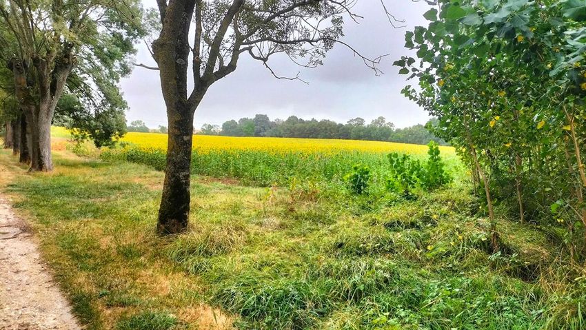 Image de terrain à Puycasquier