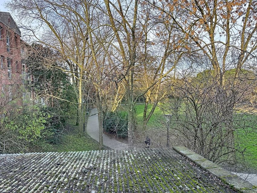 Image Jardin à  maison individuelle de 159 Rue du Faubourg Bonnefoy