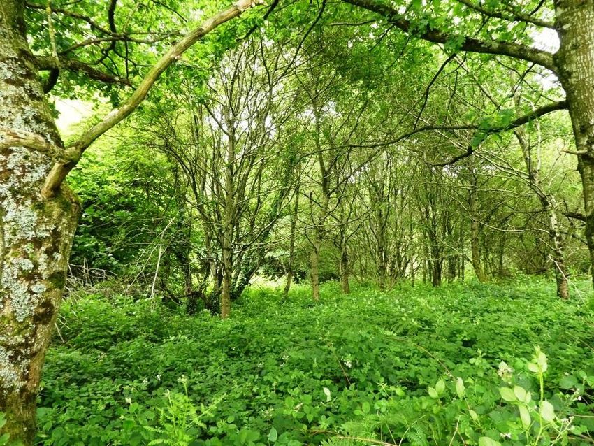 Image de terrain à Locmalo