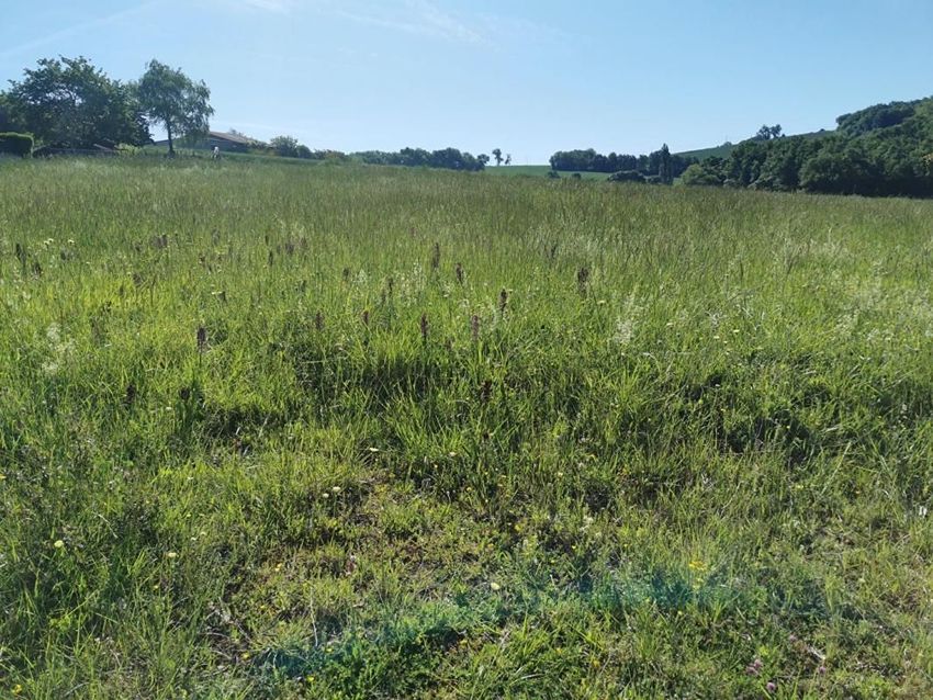 Image de terrain à Beaumont-sur-Lèze