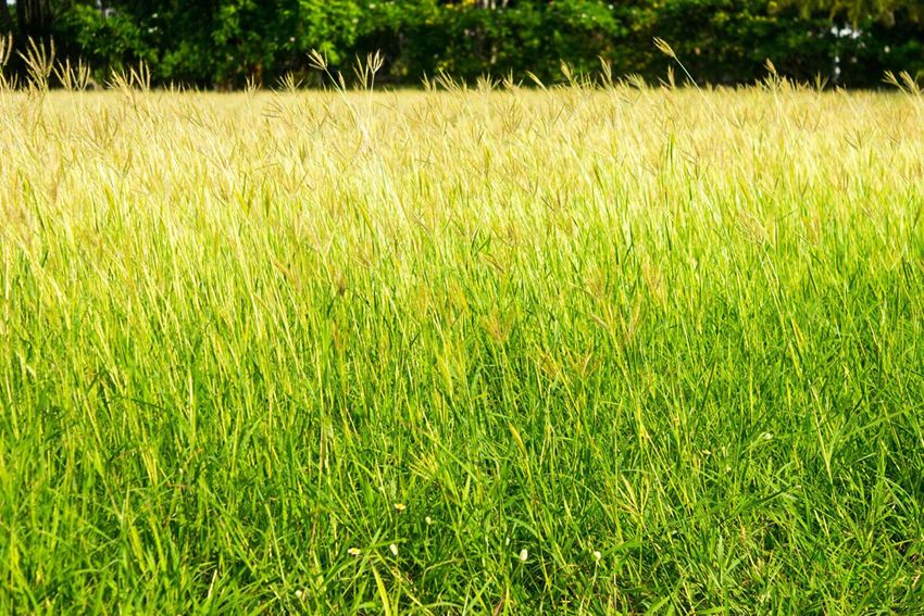 Image de terrain à Bassillac et Auberoche