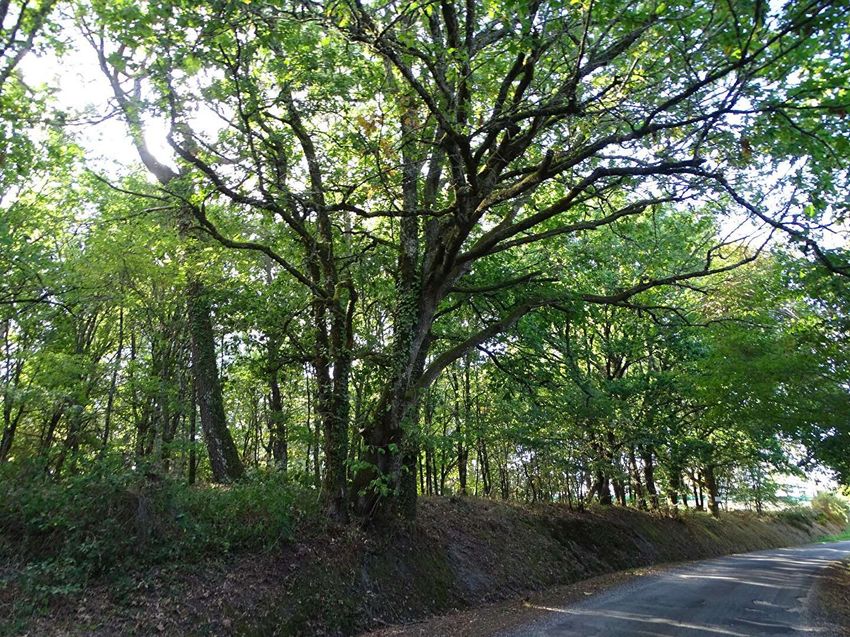 Image de terrain à Saint-Laurent-des-Hommes