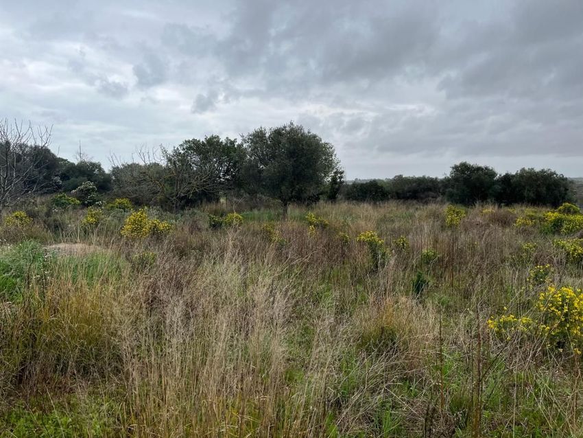 Image de terrain à Mèze
