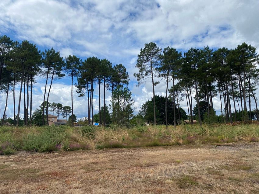 Image de terrain à Rion-des-Landes