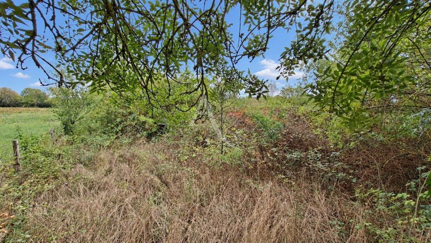 Image de terrain à Rives-du-Loir-en-Anjou