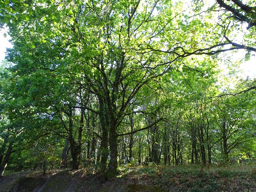 Image de terrain à Saint-Laurent-des-Hommes