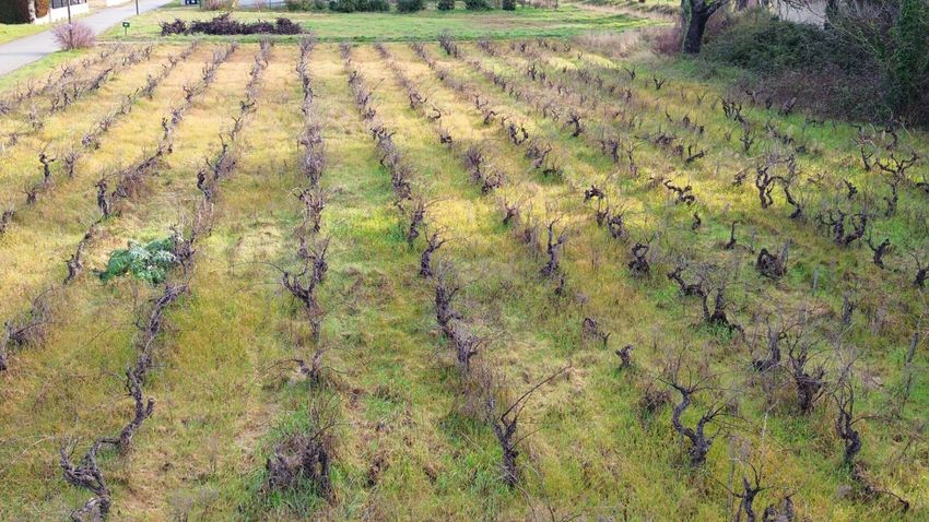 Image de terrain à Sainte-Cécile-les-Vignes