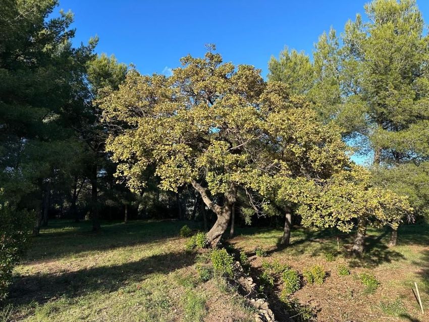 Image de terrain à Ollioules