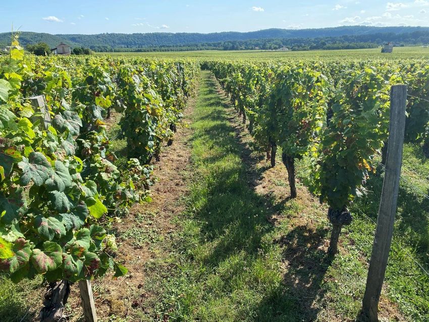 Image Jardin à  exploitation viticole / vignoble de Prayssac