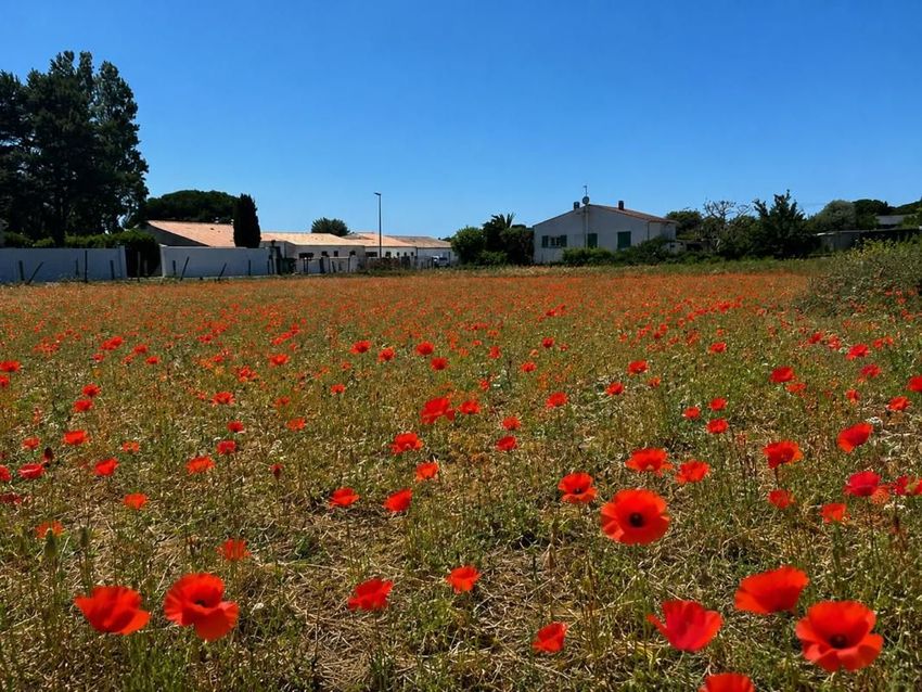 Image de terrain à Sainte-Marie-de-Ré