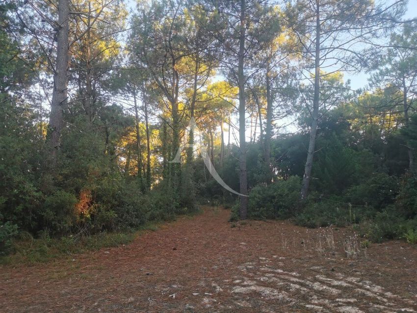 Image de terrain à Saint-Jean-de-Monts