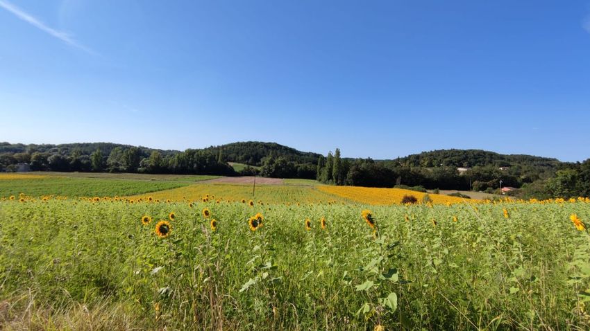 Image de terrain à Barguelonne-en-Quercy