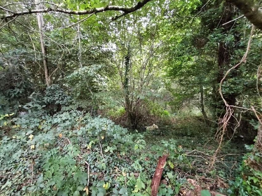 Image de terrain à Saint-Priest-Taurion