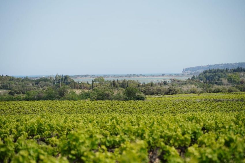 Image Vue à terrain de La Palme