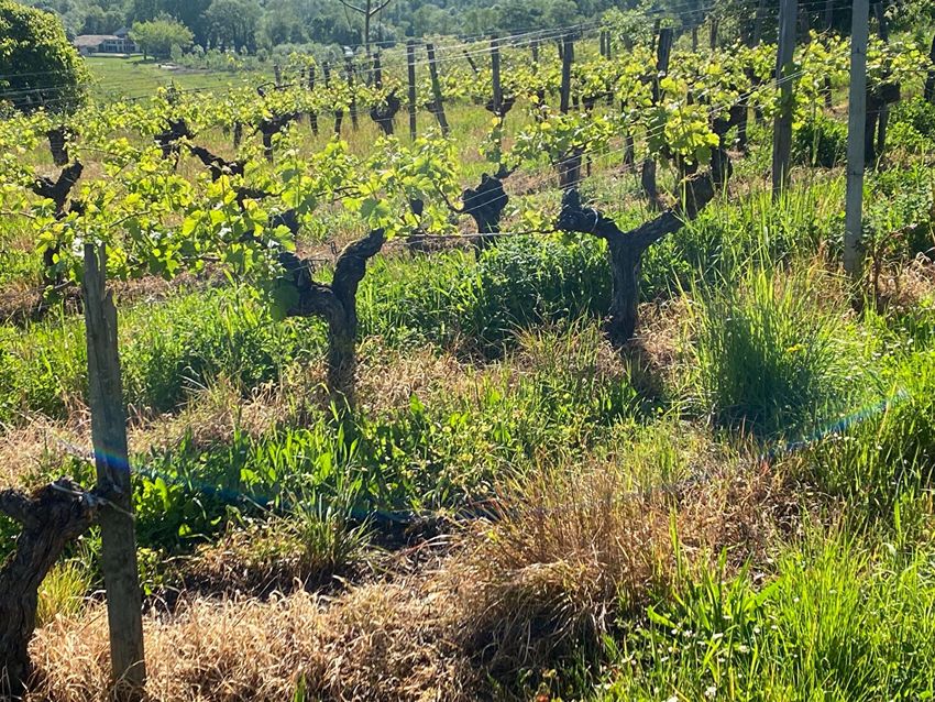 Image de terrain à Saint-Magne-de-Castillon