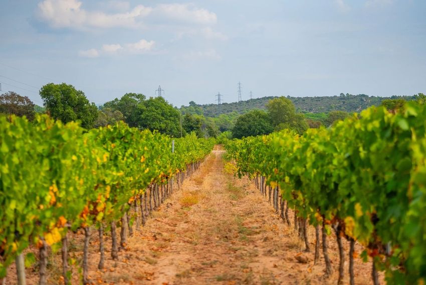 Image Jardin à  exploitation viticole / vignoble de Le Muy