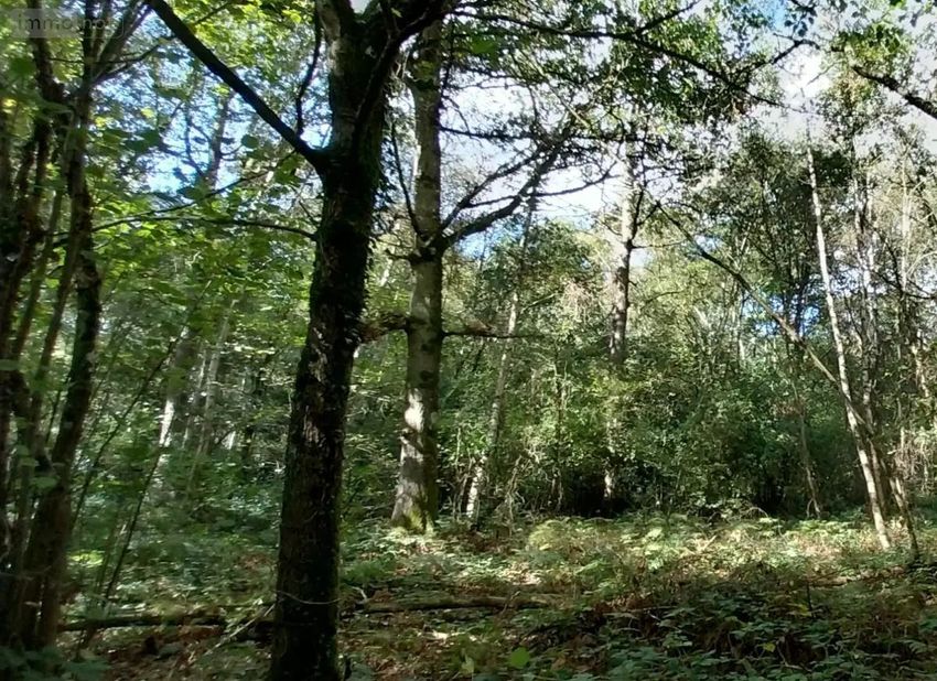 Image de terrain à Le Bosc du Theil