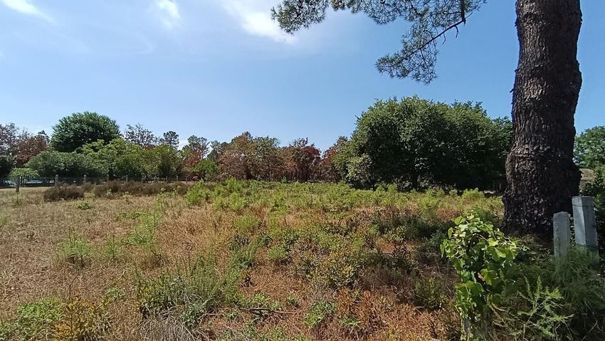 Image de terrain à Biscarrosse