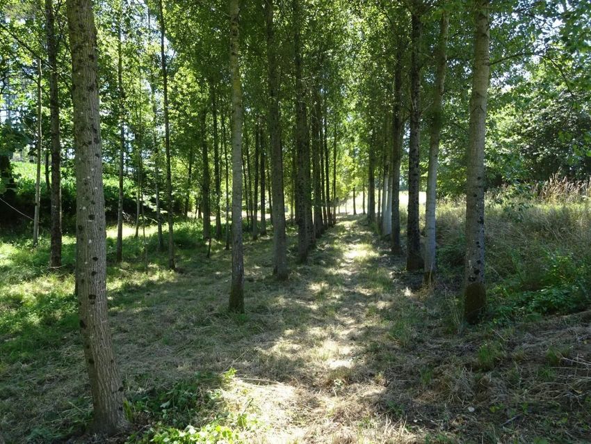 Image de terrain à Poilley