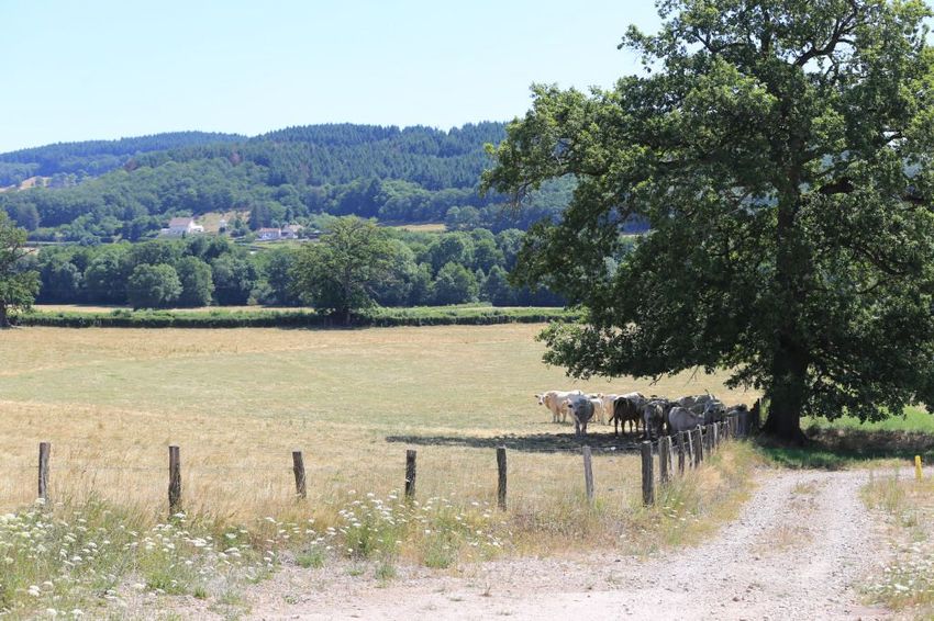 Image de terrain à Chissey-en-Morvan