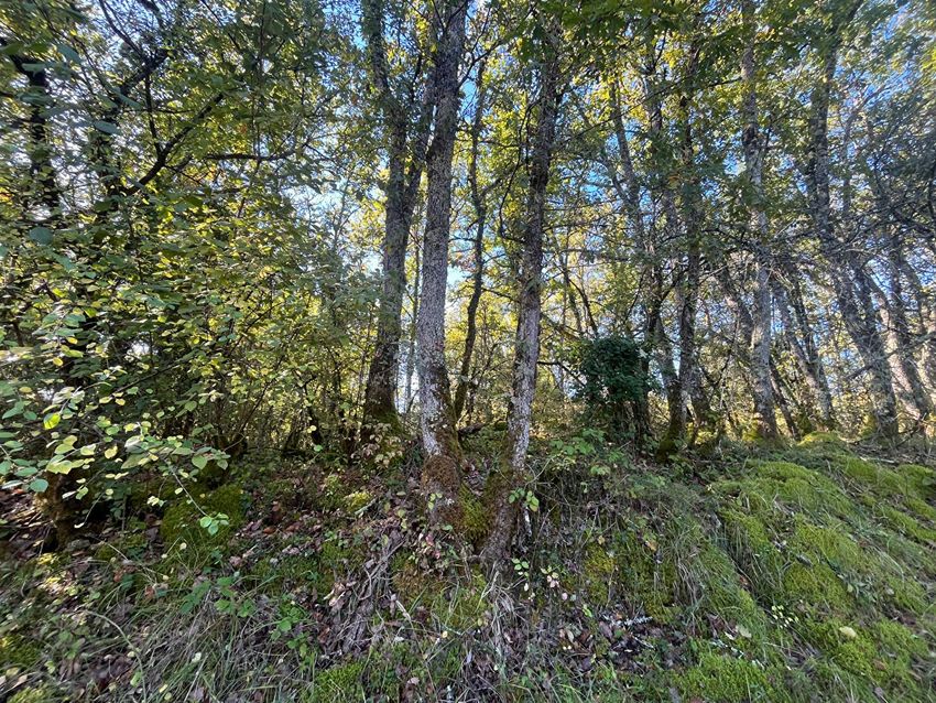 Image de terrain à Saint-Vincent-sur-l'Isle