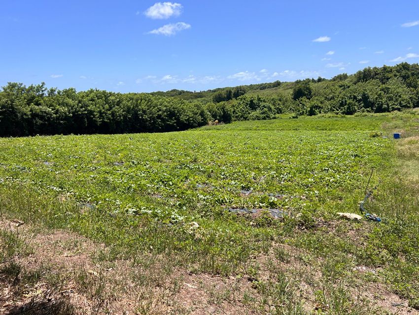Image de terrain à Le Vauclin