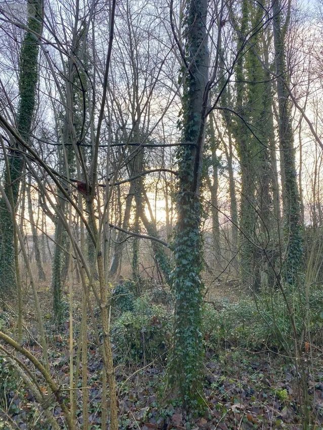 Image de terrain à Aubigny-en-Artois