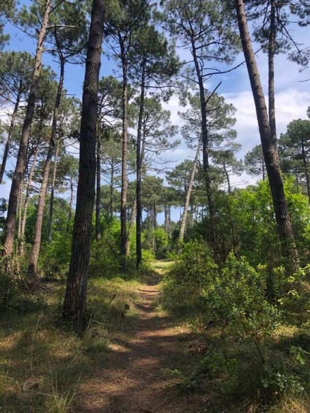 Image de terrain à Lège-Cap-Ferret