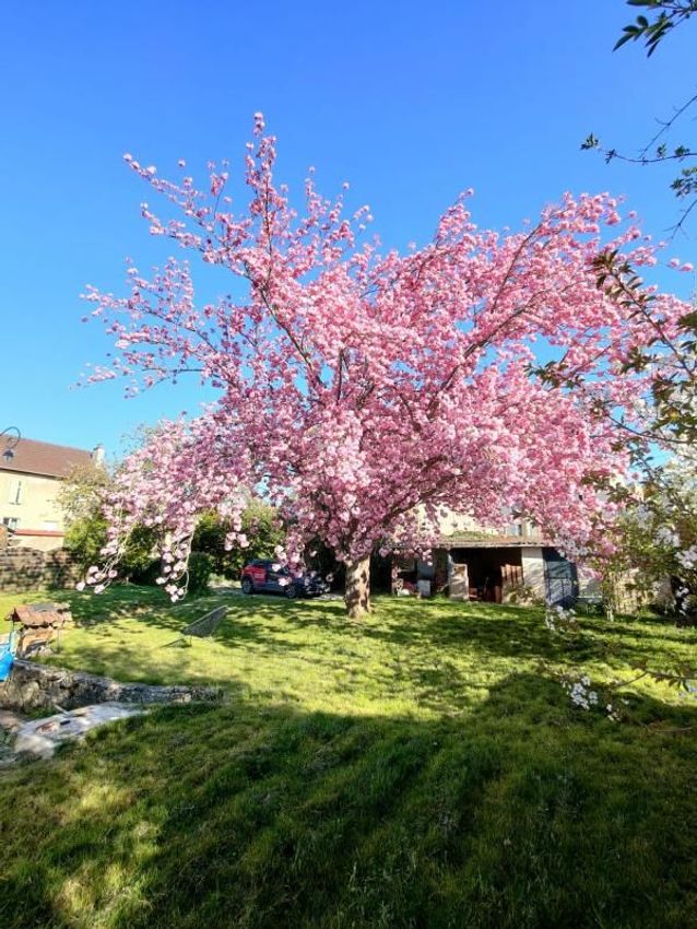 Image Jardin à  maison mitoyenne de Romain