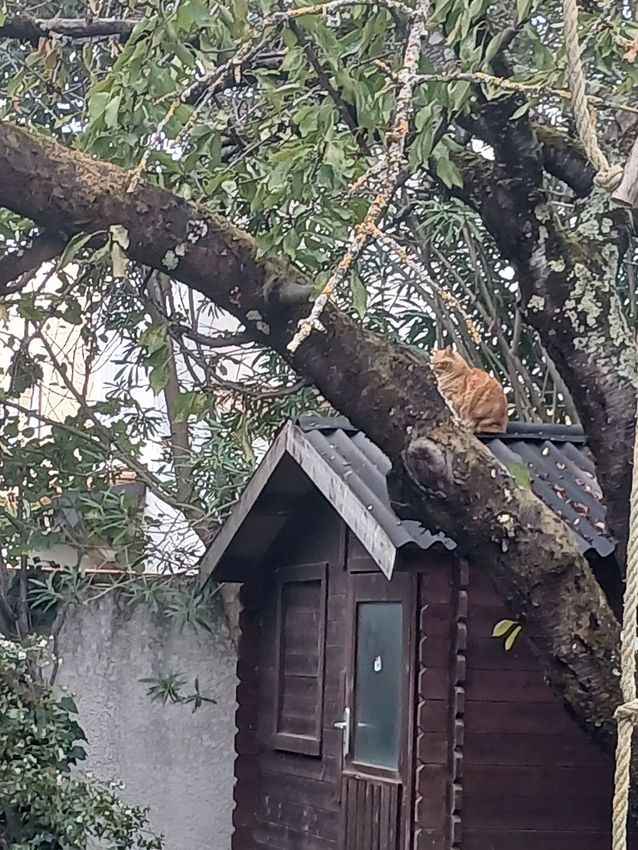 Image de  maison individuelle à Carcassonne